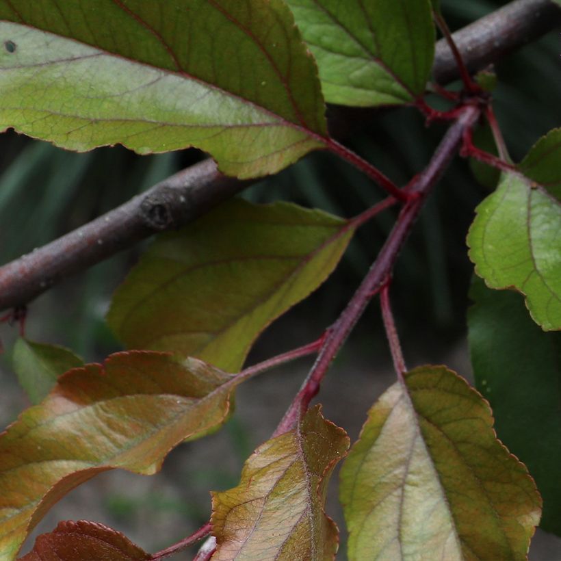 Manzano de flor purpureus Aldenhamensis (Follaje)