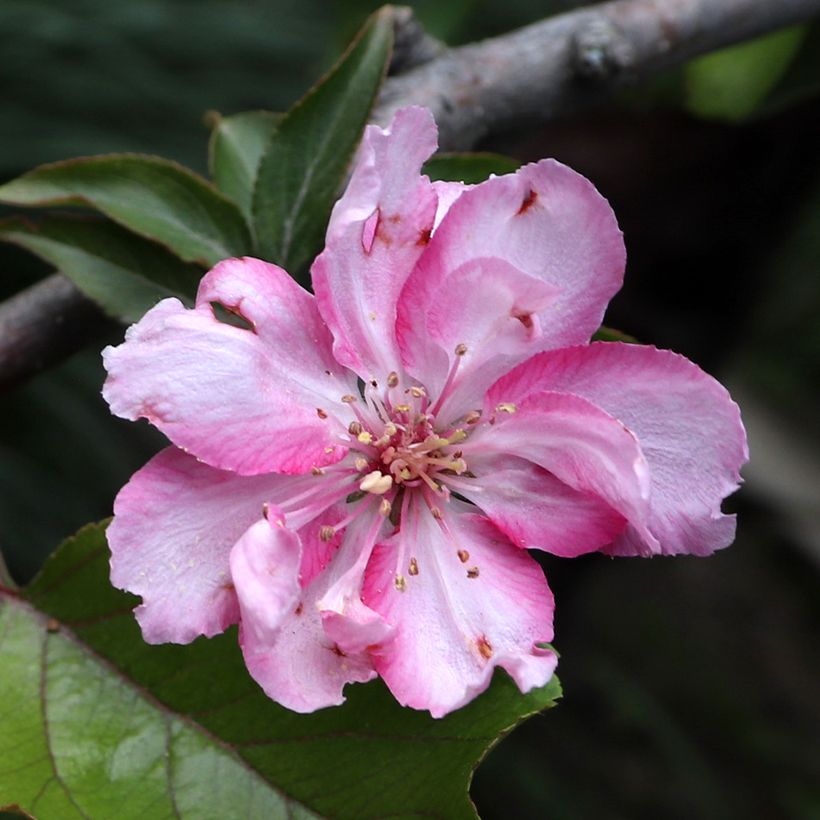 Manzano de flor purpureus Aldenhamensis (Floración)