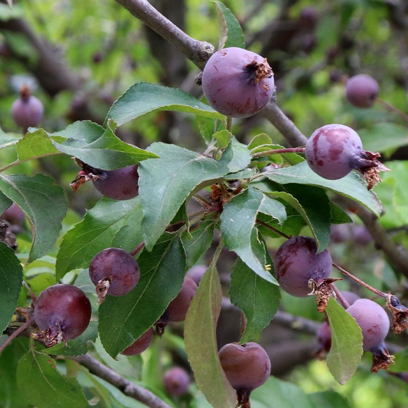 Manzano de flor purpureus Aldenhamensis (Cosecha)