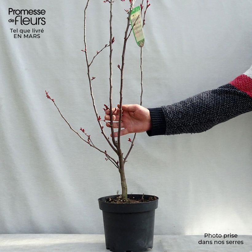 Pommier d'ornement - Malus Liset Pot de 7.5L/10/ Ejemplar entregado en invierno