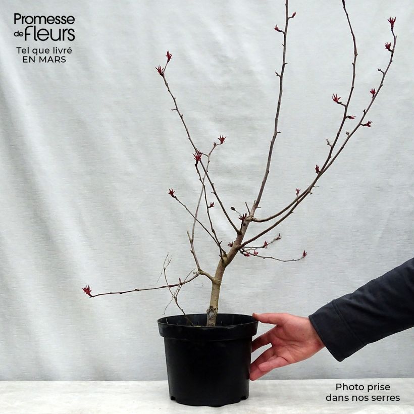 Pommier d'ornement - Malus Rudolph Pot de 4L/5L Ejemplar entregado en invierno