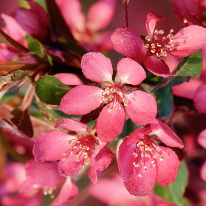 Manzano de flor toringo Freja (Floración)