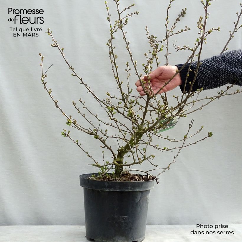 Pommier d'ornement - Malus toringo Tina Pot de 7,5L/10L Ejemplar entregado en invierno