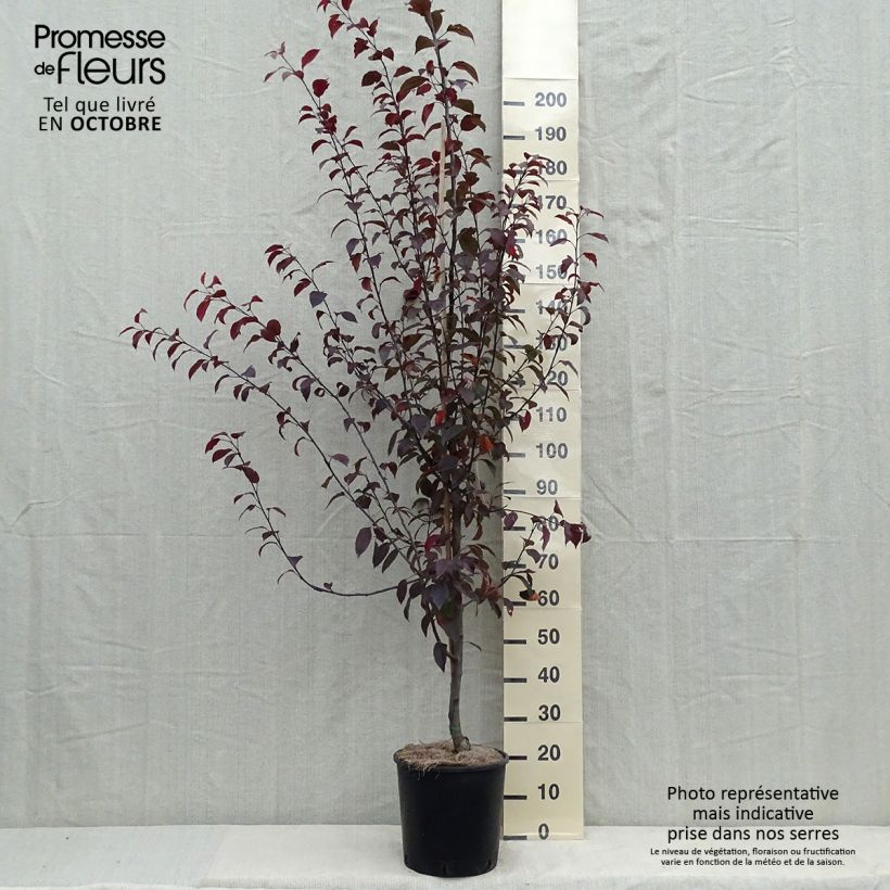 Ejemplar de Pommier d'ornement - Malus Coccinella Courtarou Pot de 12L/15L entregado en otoño