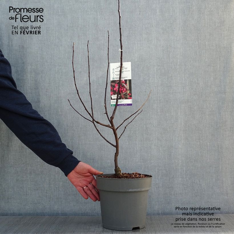 Pommier d'ornement - Malus Dark Rosaleen Pot de 6L Ejemplar entregado en invierno