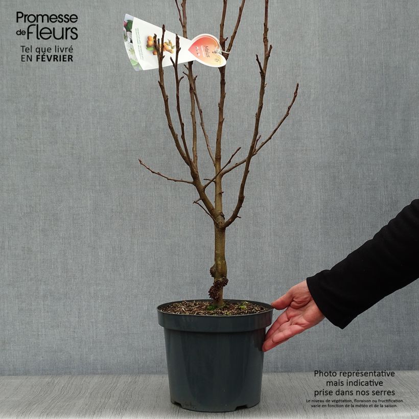 Pommier d'ornement - Malus Golden Hornet en pot de 4/5L Ejemplar entregado en invierno