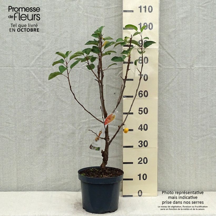 Ejemplar de Pommier d'ornement - Malus Golden Hornet en pot de 5L  entregado en otoño