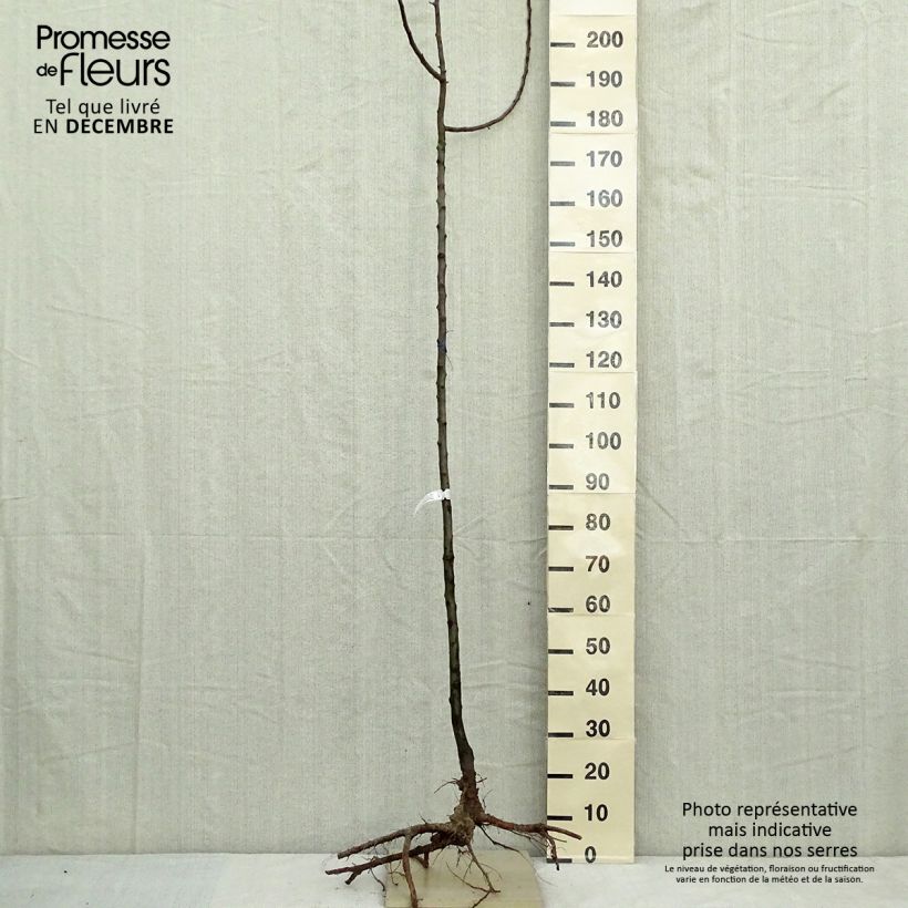 Pommier d'ornement - Malus Golden Hornet en racines nues Tige 6/8 Ejemplar entregado en invierno