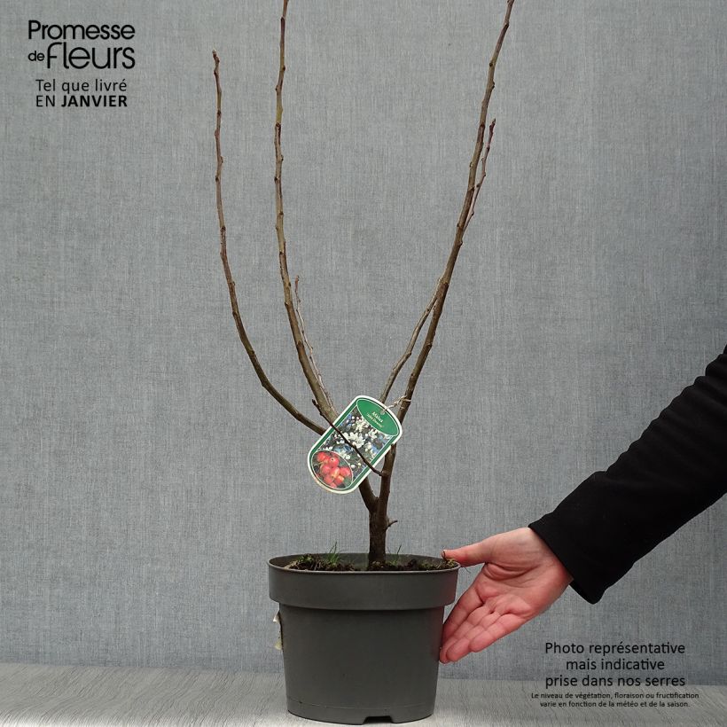 Pommier d'ornement - Malus John Downie en pot de 4L/5L Ejemplar entregado en invierno