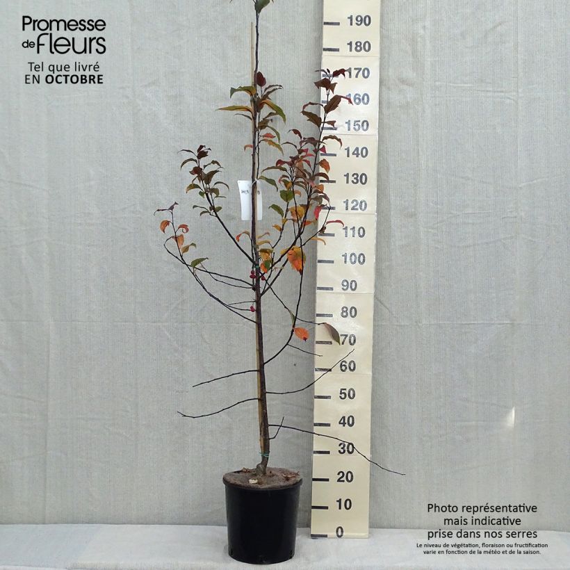 Ejemplar de Pommier d'ornement - Malus Prairiefire Pot de 12L/15L entregado en otoño