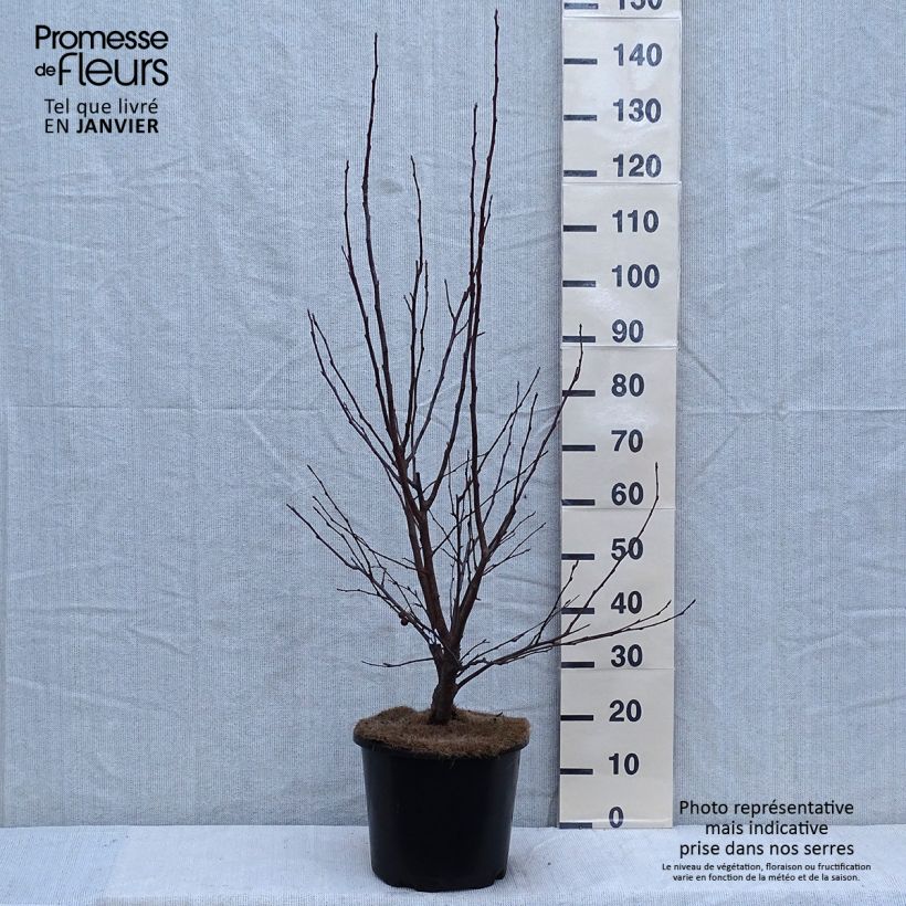 Pommier d'ornement - Malus Red Jewel Pot de 7,5L/10L Ejemplar entregado en invierno