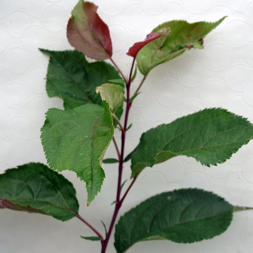 Manzano de flor Red Obelisk (Follaje)