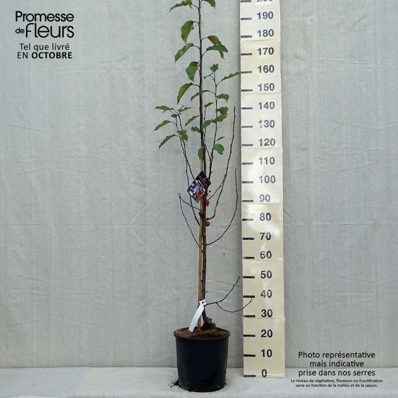 Ejemplar de Pommier d'ornement - Malus Red Obelisk Pot de 12L/15L entregado en otoño