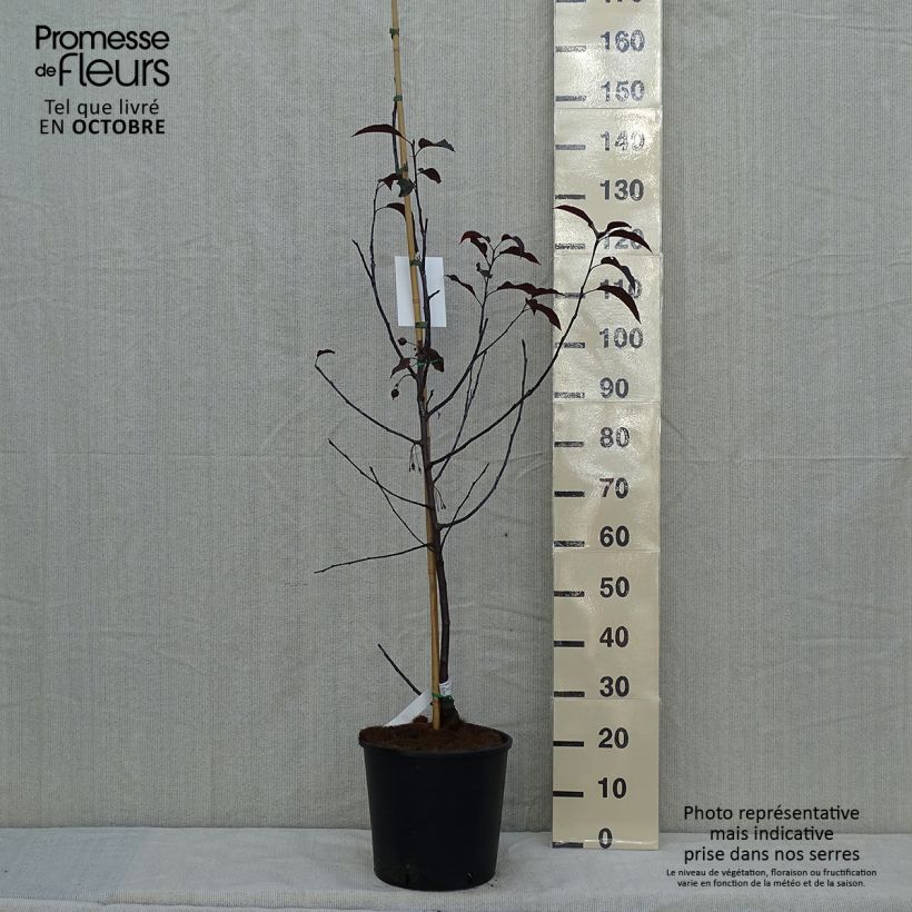 Ejemplar de Pommier d'ornement - Malus Royalty Pot de 10L entregado en otoño