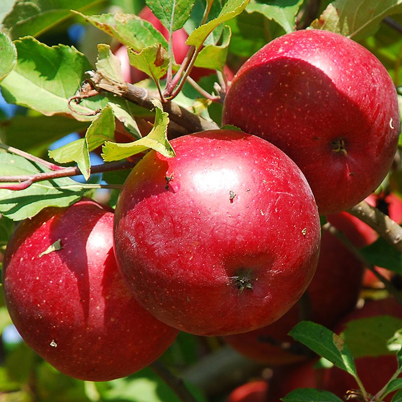 Manzano enano Fruit Me Apple Me Red Gala (Cosecha)