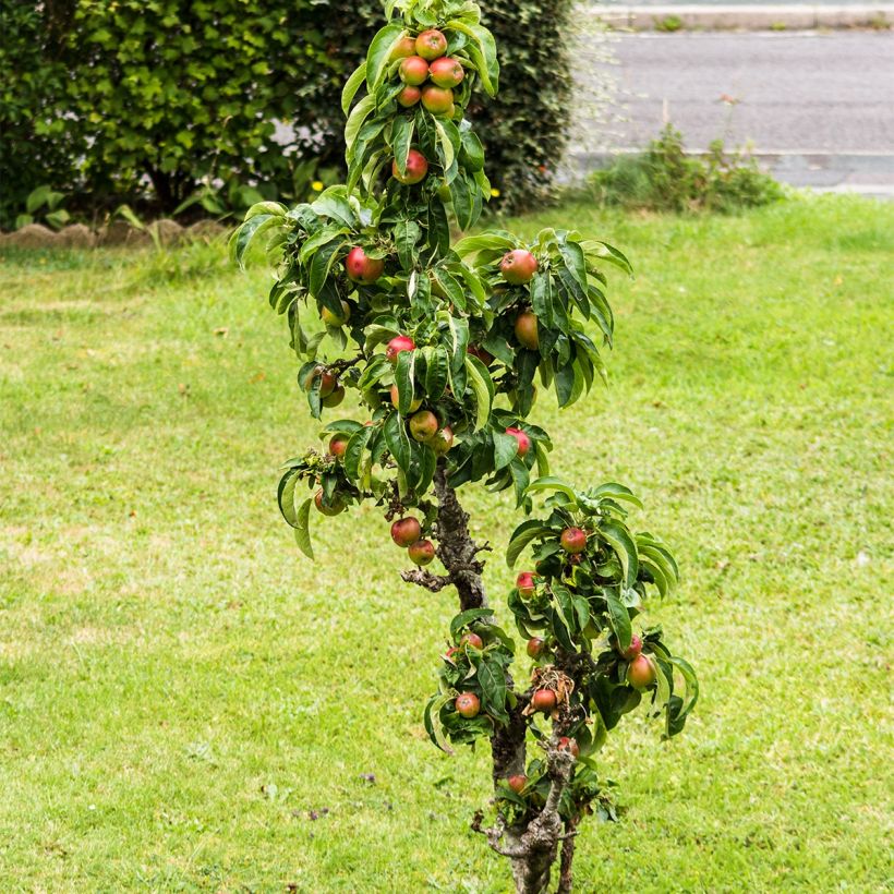 Manzano enano Fruit Me Apple Me Elstar (Porte)