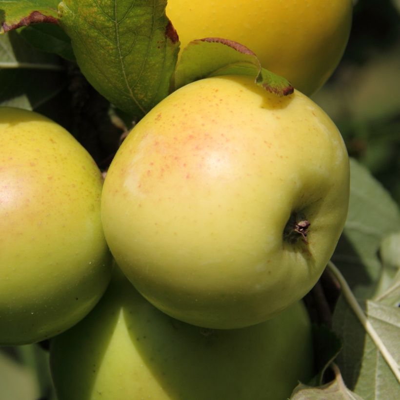 Manzano enano Fruit Me Apple Me Yellow Golden (Cosecha)