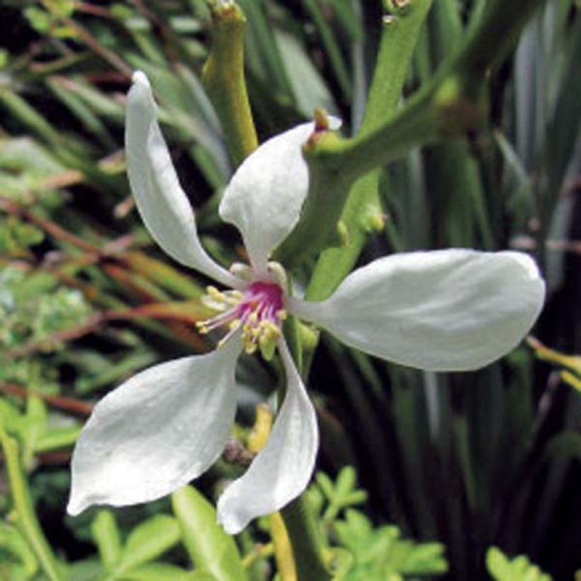 Naranjo trifoliado - Poncirus trifoliata (Floración)