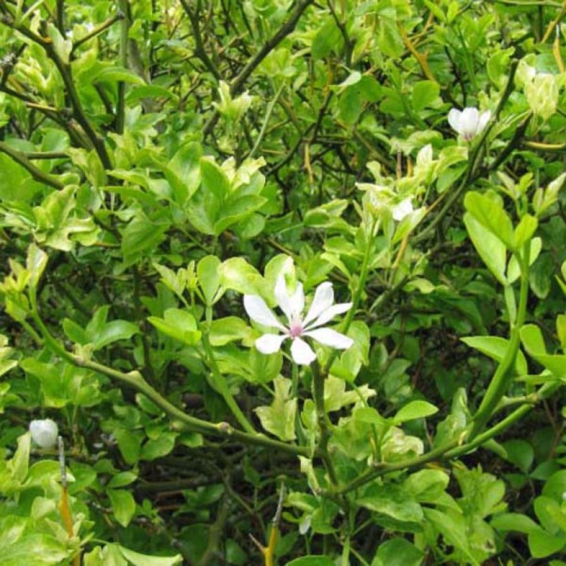 Naranjo trifoliado - Poncirus trifoliata (Porte)