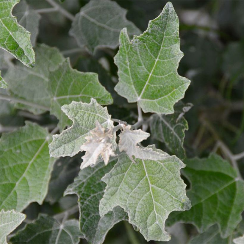 Populus alba Nivea - Álamo blanco (Follaje)