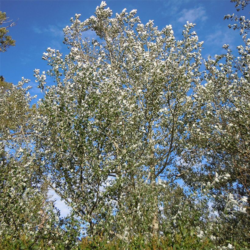 Populus alba Nivea - Álamo blanco (Porte)