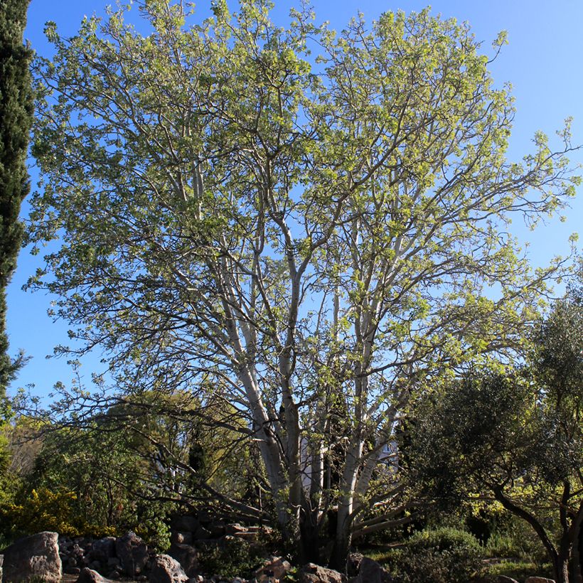 Populus alba - Álamo blanco (Porte)