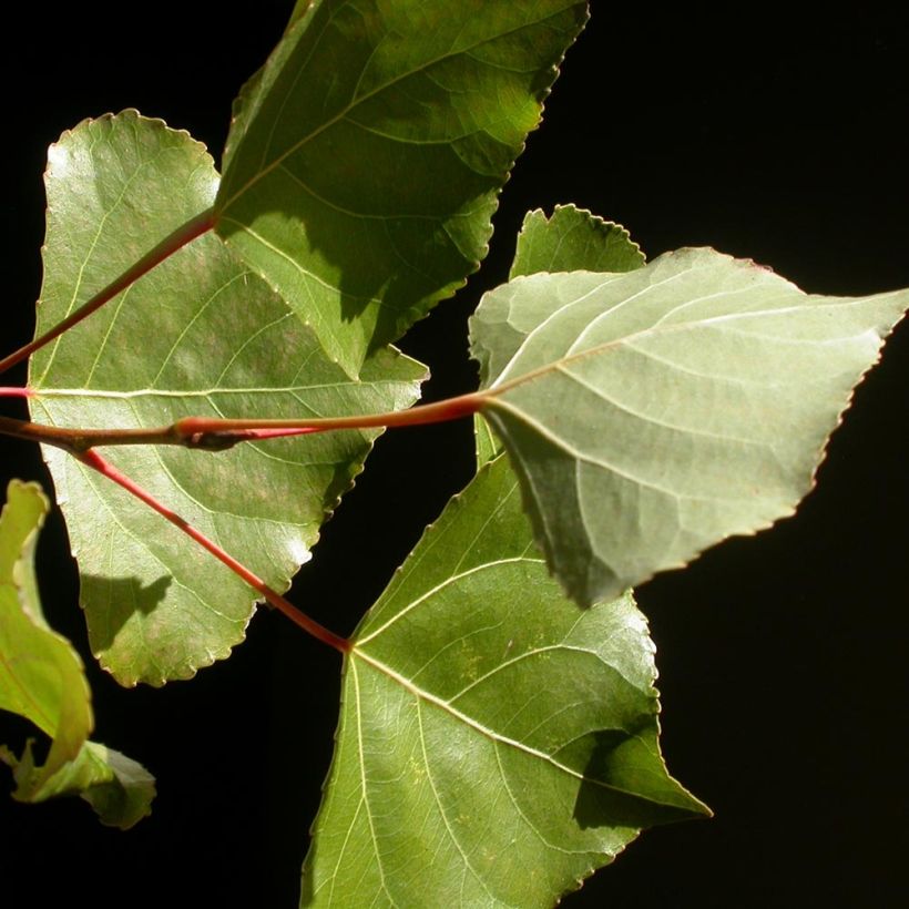 Populus euramericana Robusta - Álamo negro del Canadá (Follaje)