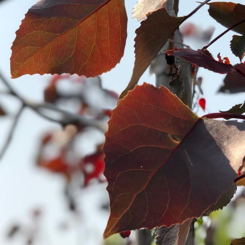 Populus deltoides Fuego - Álamo negro de Norteamérica (Follaje)