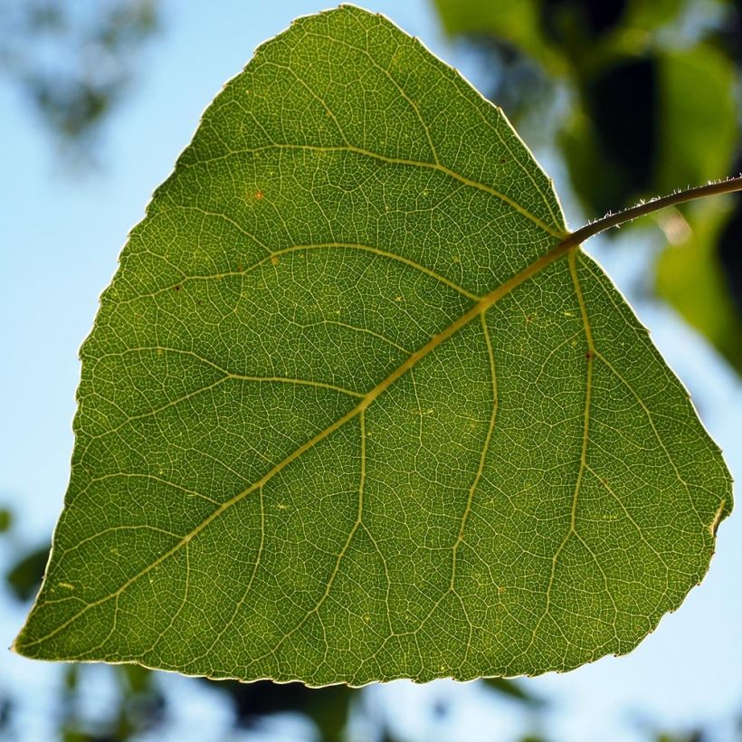 Populus nigra Italica - Álamo negro (Follaje)