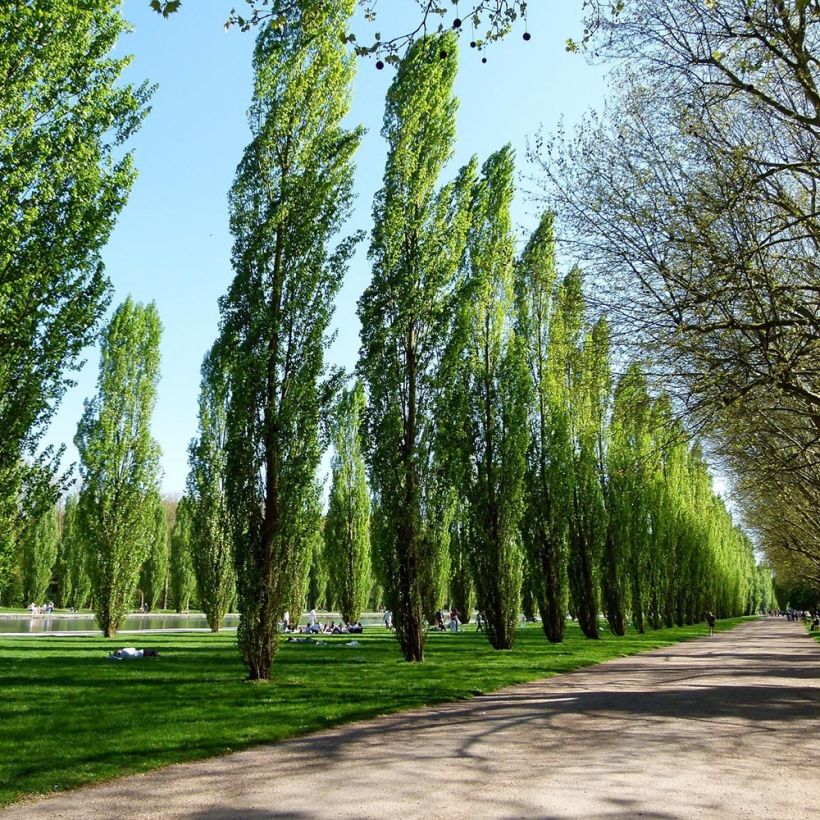 Populus nigra Italica - Álamo negro (Porte)