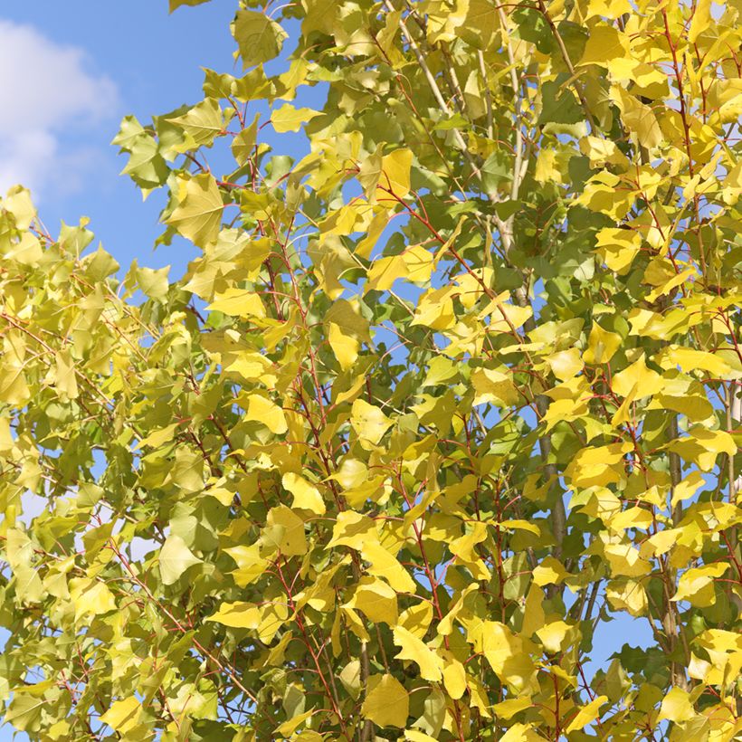 Populus nigra Lombardy Gold - Peuplier noir (Follaje)