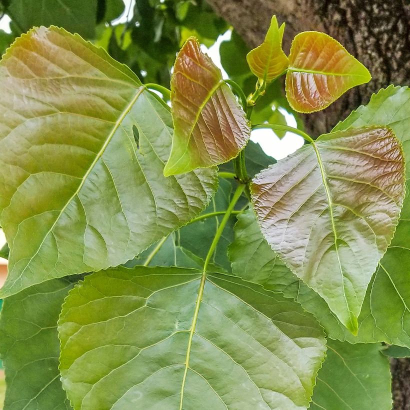 Populus nigra - Álamo negro (Follaje)