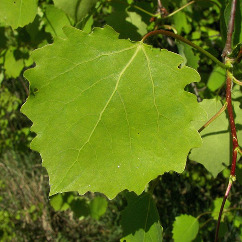 Populus tremula - Álamo temblón (Follaje)