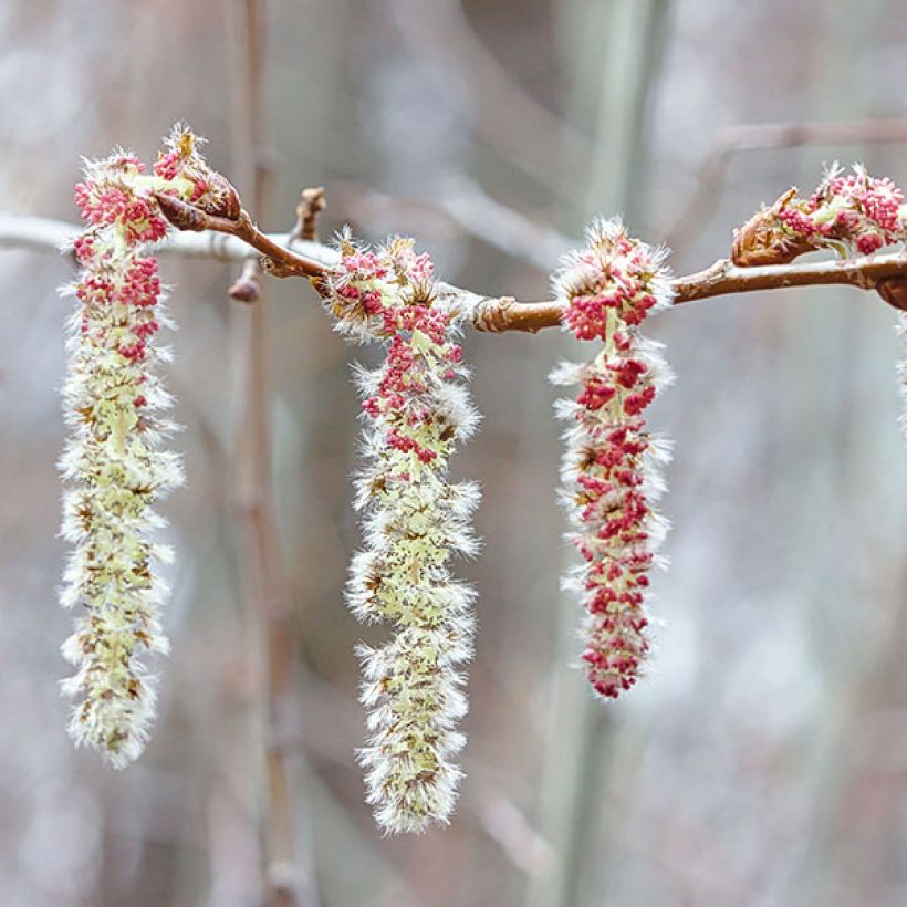 Populus tremula - Álamo temblón (Floración)