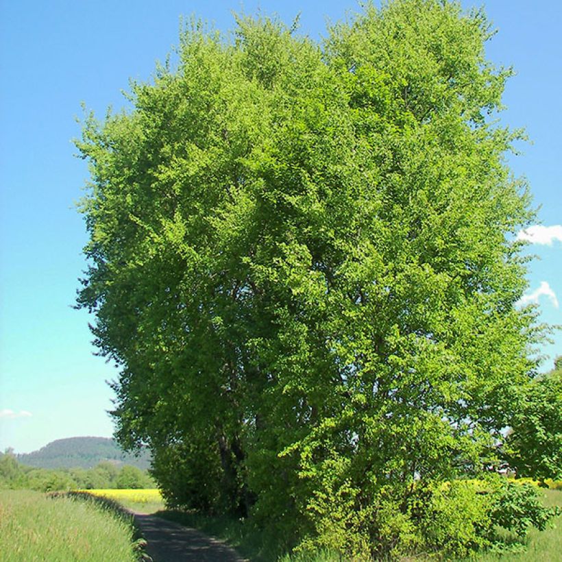 Populus tremula - Álamo temblón (Porte)