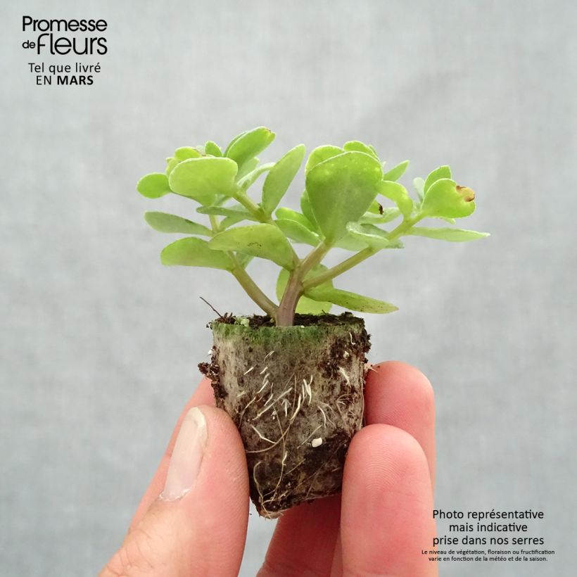 Portulaca Campino Twist Pink - Pourpier annuel Mini-motte 3 cm Ejemplar entregado en la primavera