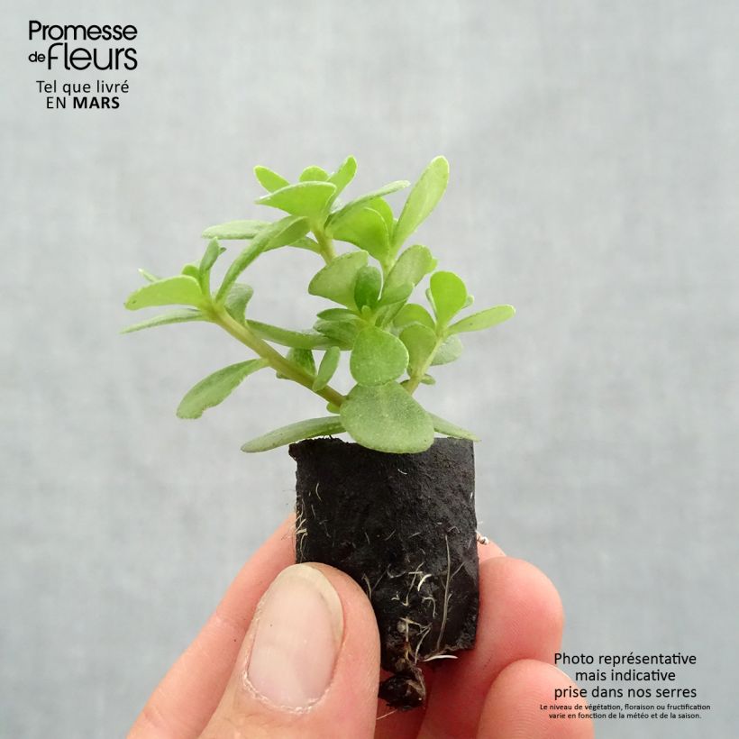 Portulaca Pazzaz Nano Orange - Pourpier annuel Mini-motte 3 cm Ejemplar entregado en la primavera