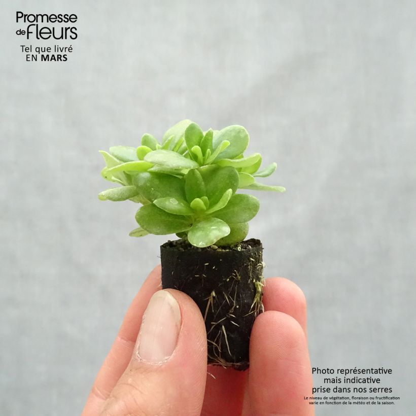 Portulaca Pazzaz Nano Yellow - Pourpier annuel Mini-motte 3 cm Ejemplar entregado en la primavera