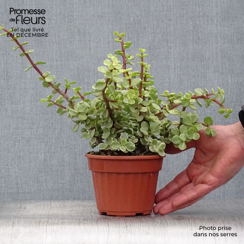 Portulacaria afra Variegata Pot de 13 cm Ejemplar entregado en invierno