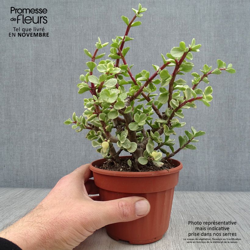 Ejemplar de Portulacaria afra Variegata Pot de 13 cm entregado en otoño