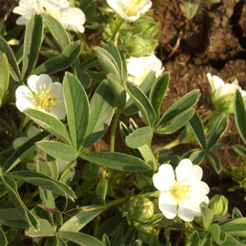 Potentilla alba (Floración)