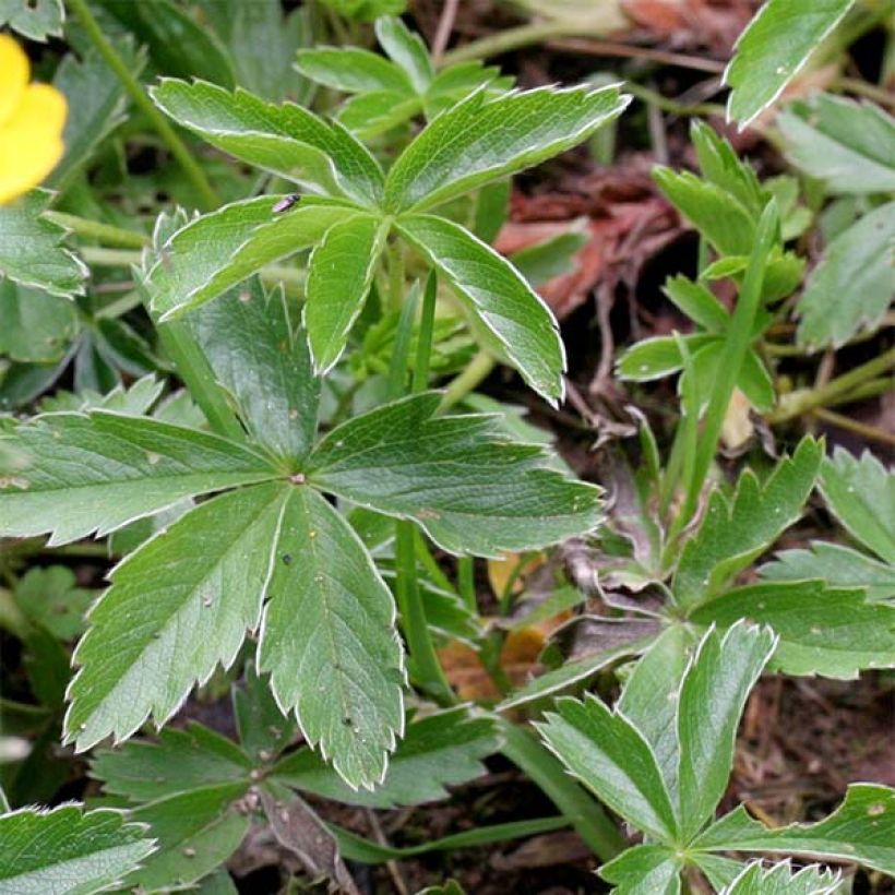 Potentilla aurea (Follaje)