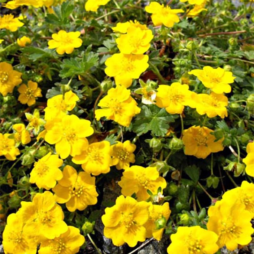 Potentilla aurea (Floración)