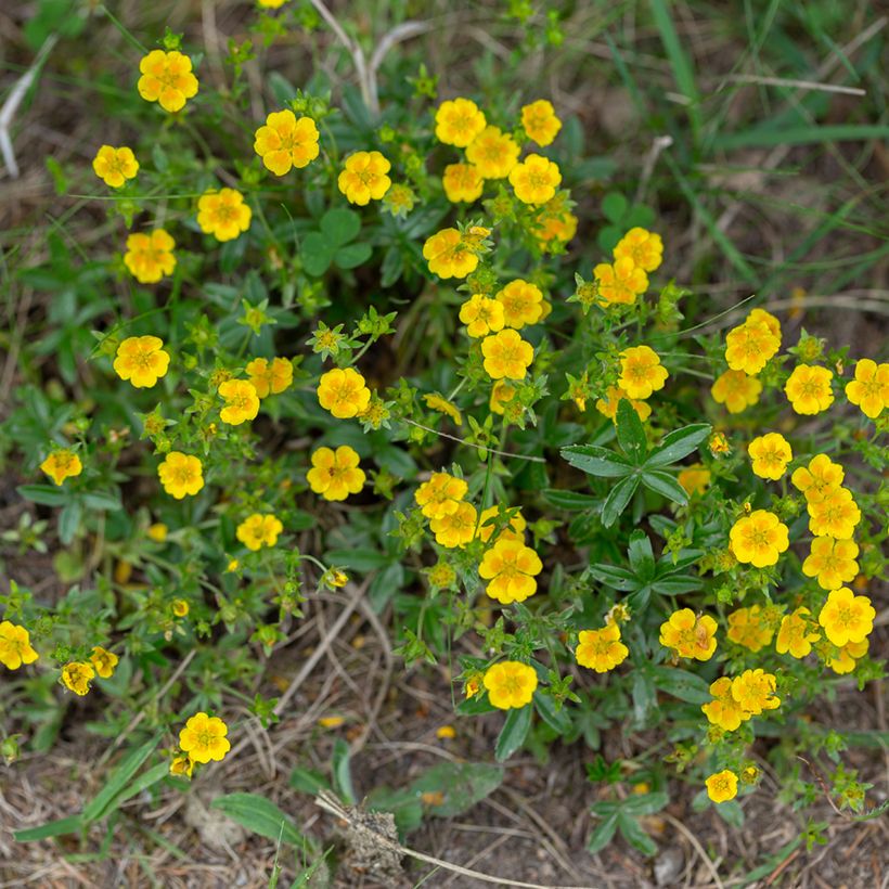 Potentilla aurea (Porte)