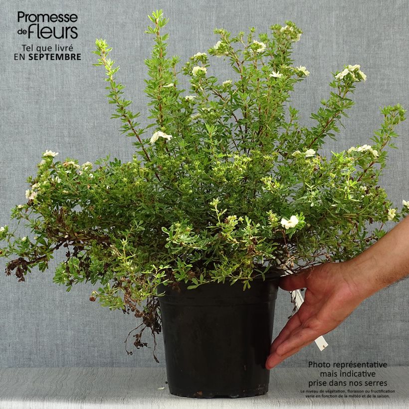 Ejemplar de Potentilla fruticosa Double Punch Pastel - Potentille arbustive Pot de 3L/4L entregado en otoño