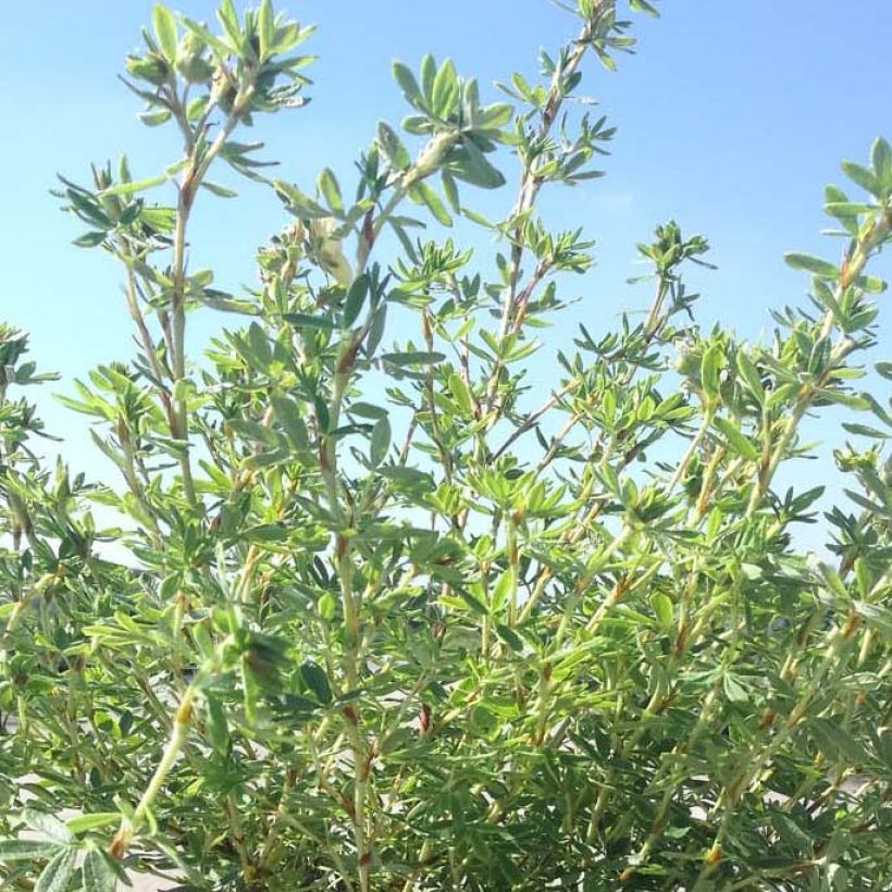 Potentilla fruticosa Glamour Girl (Follaje)