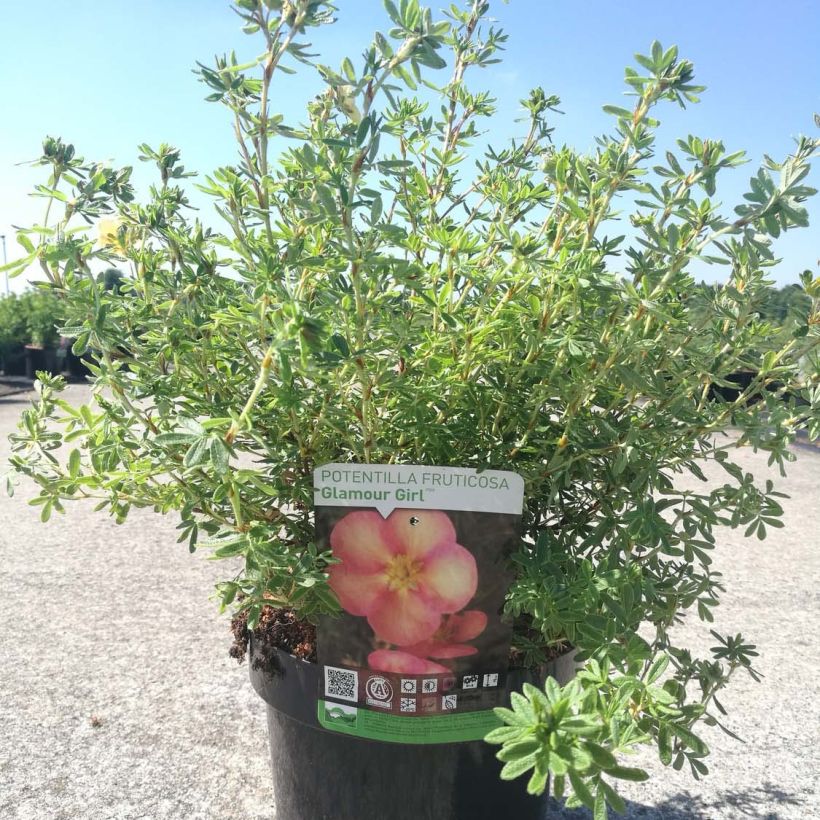 Potentilla fruticosa Glamour Girl (Porte)