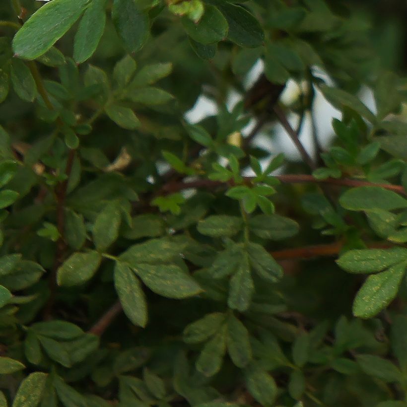 Potentilla fruticosa Bella Bianca (Follaje)