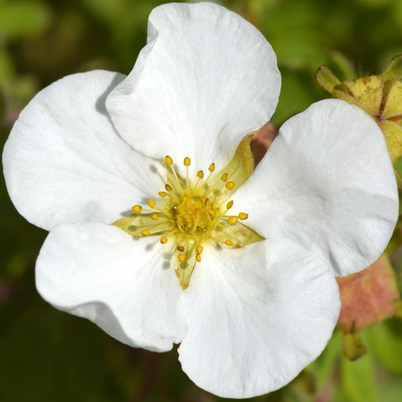 Potentilla fruticosa Bella Bianca (Floración)