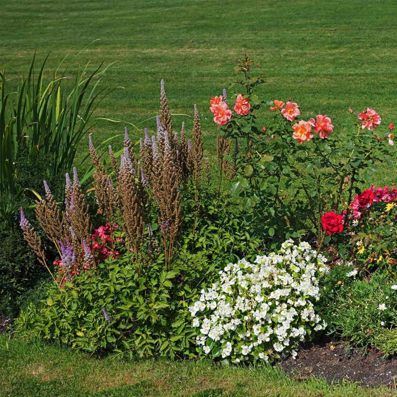 Potentilla fruticosa Bella Bianca (Porte)